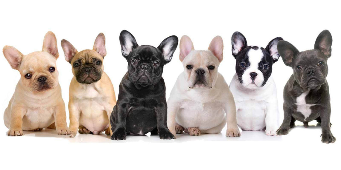 1º ENCONTRO CAPIXABA DE CÃES DE RAÇAS BULLS NO SHOPPING BOULEVARD VILA VELHA